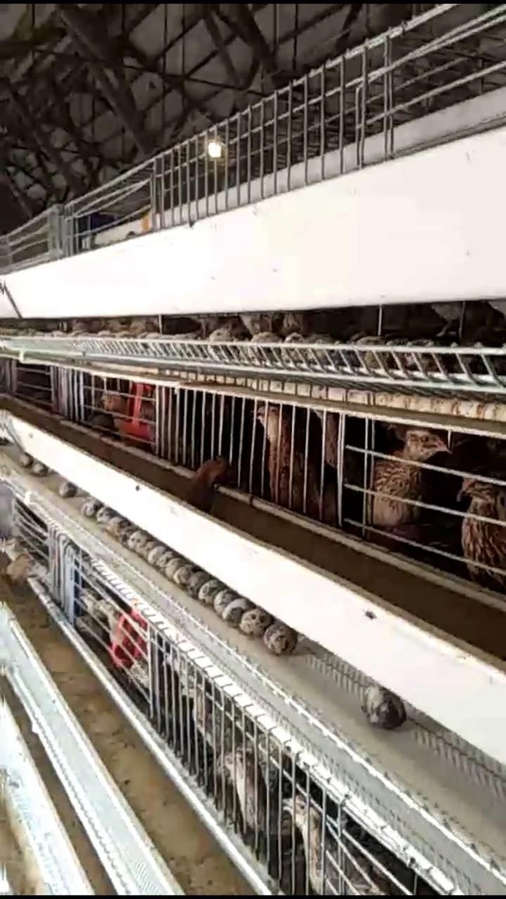 Stacked-Type Quail Cage of Automated Farming Equipment