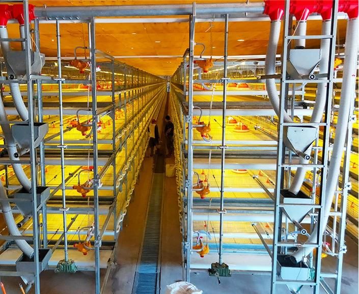 Chicken Cage Suppliers in Mainland China Produce a or H Type Automatic Chicken Raising Equipment