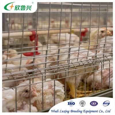 Battery Cages Broiler Cage Type H Broiler 3/4 Tiers Chicken Cages in Philippines