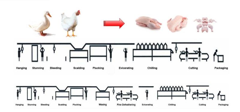 Eviscerating Table for Poultry Processing Line in Poultry Slaughter House