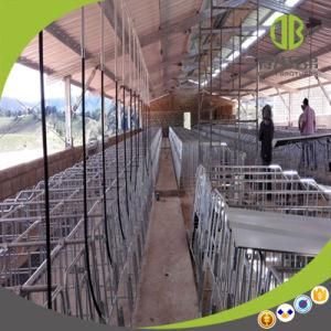 Hot DIP Galvanized Gestation Pig Pen Individual Stall