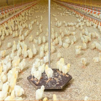 Quickly Built Long Time Usage Full Set Chicken Feeding Farm