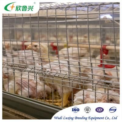 H Type Broiler Chicken Cage Automatic Battery Farming Cage System for Large Scale Poultry Coop