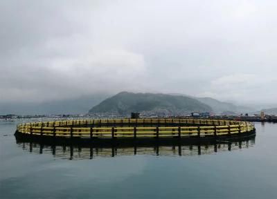 Nfw PE Aquaculture Fish Farming Floating Net Cages for Tilapia