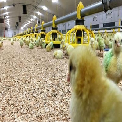 Quickly Built Low Cost Industrial Technical Steel Broiler Chicken House