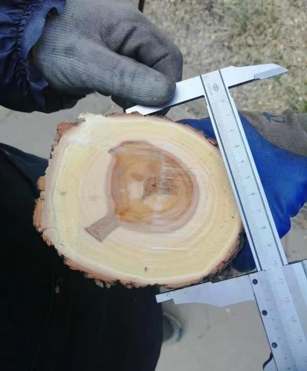 Wood Chipper High Quality/Factory Direct Sale
