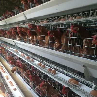 Chicken Cage for Layer, Broiler, Pullet