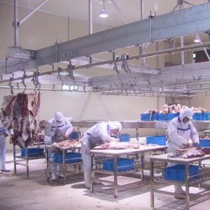 Islamic Abattoir Bull Slaughtering Line with Cattle Meat Processing Cutting Butcher Equipment