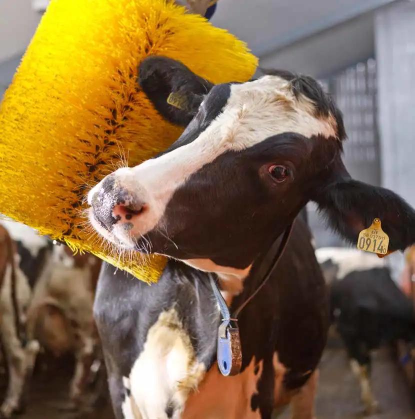 Livestock Cow Body Brush and Cleaning Machine, Cattle Using Body Brush