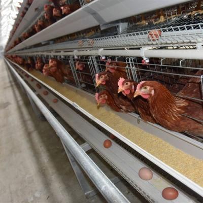 Best-Selling Type a and Type H Chicken Poultry Raising Equipment