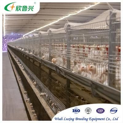 Low Price Automatic Galvanized H Type Broilers Breeding Cage System