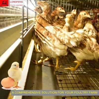 Durable and Sturdy Incubator Pullet Layer Chicken Cage with 1 Year Warranty
