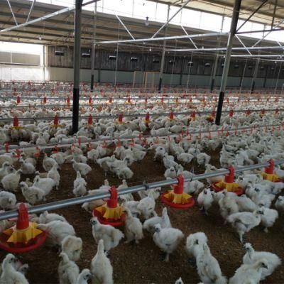 U-Best Automatic Chicken Broiler Poultry Shed Equipment for Sale Philippine