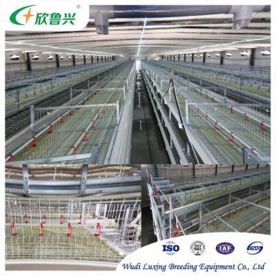 H-Type Poultry Husbandry Equipment for Rearing Broiler and Layer Chicken