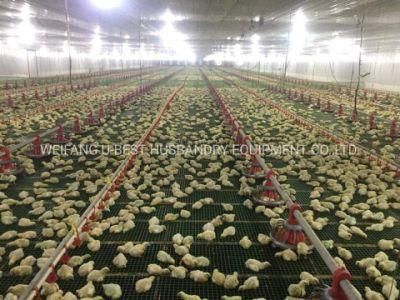 Chicken Poultry Farm Equipment with Automatic Feeding System on Sale