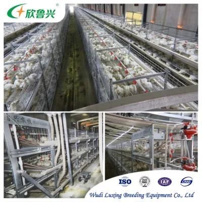 Nepal Layer Poultry Chicken Cage 128birds Egg Chicken Poultry Farming Cage Equipment in Bangladesh