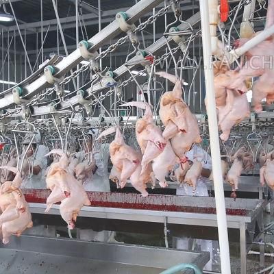 Qingdao Raniche 1000 Bph Poultry Slaughterhouse / Broiler Farm Machinery / Chicken Abattoir Equipment