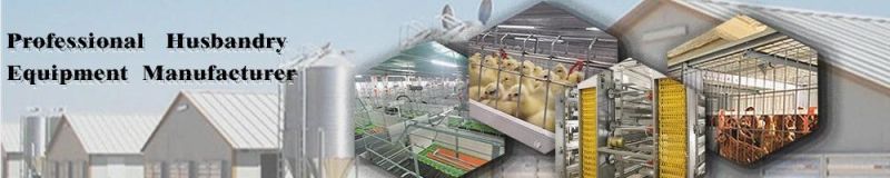 2021 New Type Layer Chicken Cage with Automatic Machine System (H Frame)