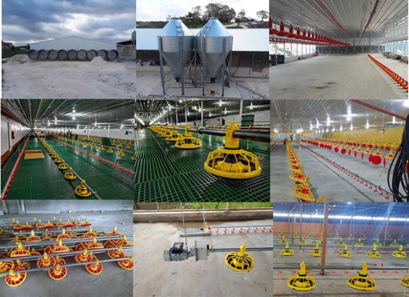 Made in China Poultry Farming Equipment for Broilers Products with Chicken Feeder and Drinker