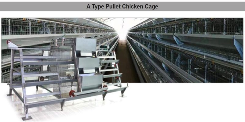 Battery Chicken Cage Egg Layer Chicken Cage Poultry Farm a Type Cage for Sale