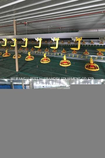 Automatic Broiler Chicken Shed Feeder and Drinker From Weifang U-Best
