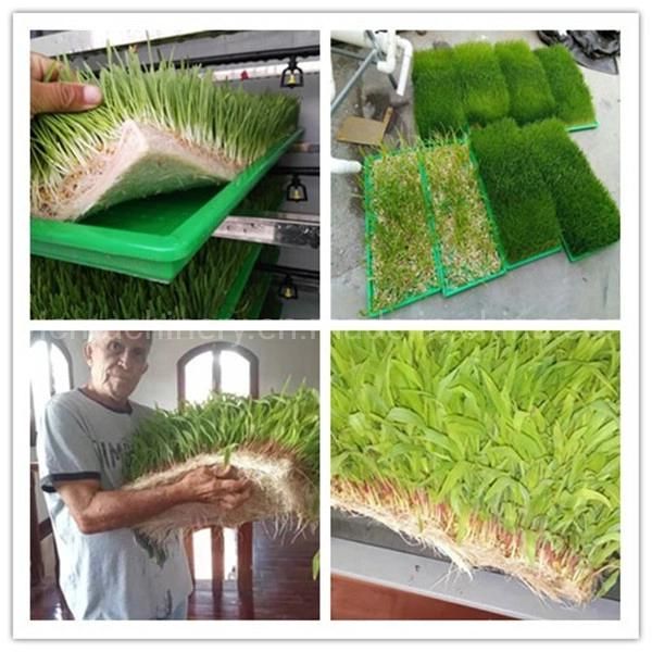 Made-in-China Recommended 500kg/d Hydroponic Grass Fodder Growing Machine