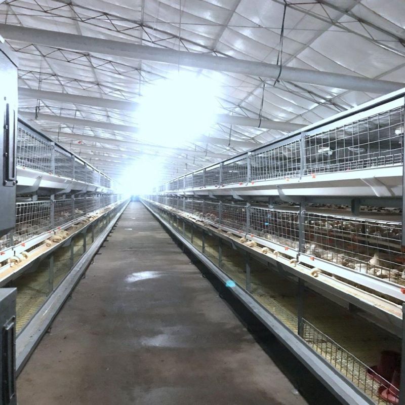 Completed Galvanized H Frame Battery Chicken Poultry Farm/Farming Livestock Machinery /Equipment for Meat Broiler Cage with Manual Birds-Harvest