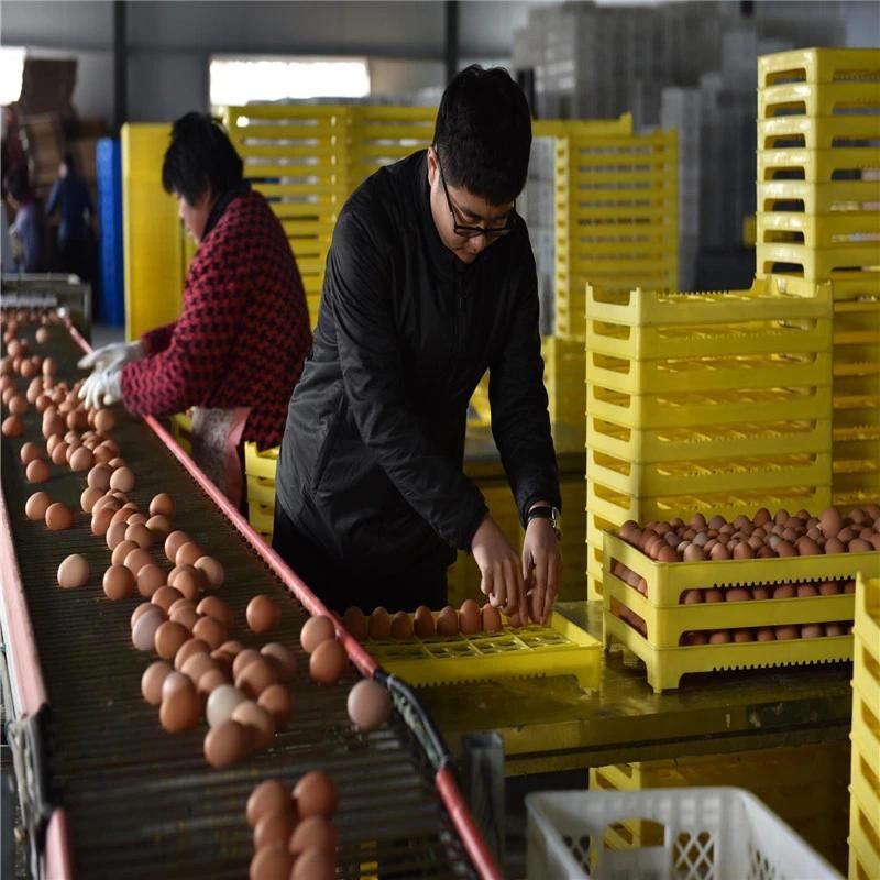 6-Storey High-Quality Cage Equipment for Layer Chicken