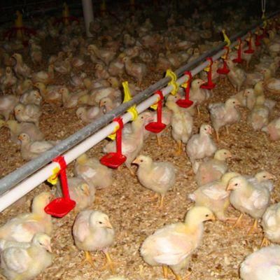 Automatic Ground Feeding System Chicken House Equipment for Broiler