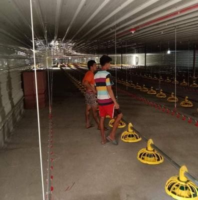 Broiler Poultry Farm Equipment for Poultry Shed