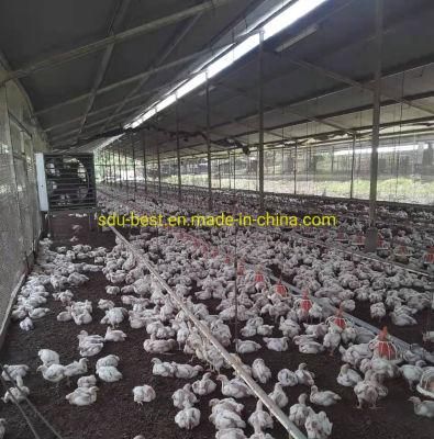 Poultry Farming Chicken Feeder Equipment Complete Automatic Broiler Feeding and Drinking Line Machinery