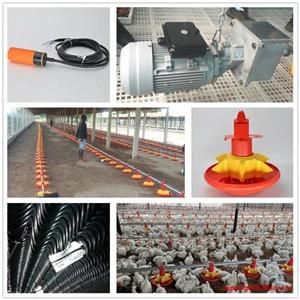 High Quality Modern Broiler Equipment Poultry Shed Design Chicken Farm