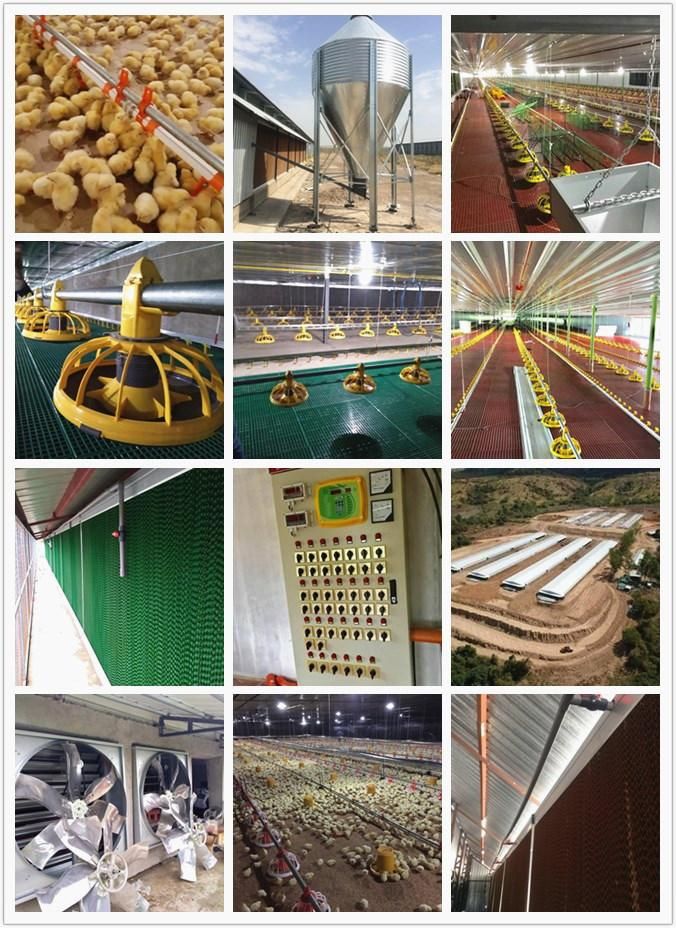 Complete Automatic Poultry Equipment for Chicken Broiler/Breeder Farm