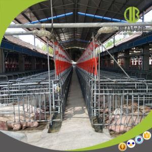 High-Efficiency Feeding System Using in Modern Pig Farm