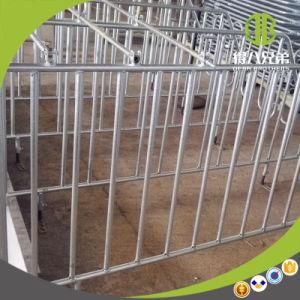 Individual Stall and Gestation Stall