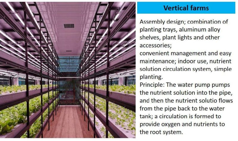 Hydroponics System in Greenhouse for Vegetable Growing and Annimal Feed