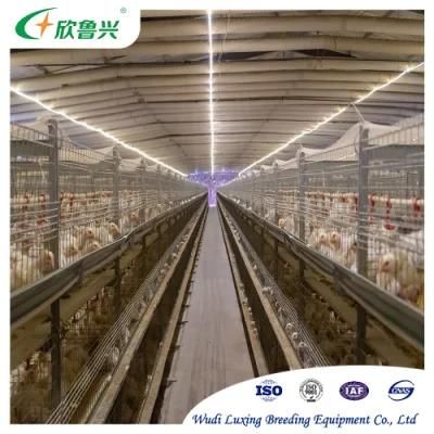 Design Poultry Equipment Breeder House Wire Chicken Bird Breeding Cage