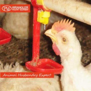 Large Scale Chicken Farm Poultry Equipment