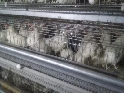 Uganda Layer Farm Used Chicken Cages for Sale