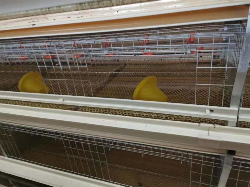 Pullet Good Price Cage Farm Equpiments Battery Cage Poutry Farm H Type Cage