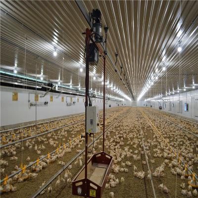 Quickly Installed Full Set Easily Manage Automatic Chicken Feeding Farm