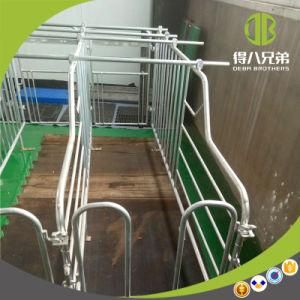 High Quality Wholesale Gestation Stall on Sale