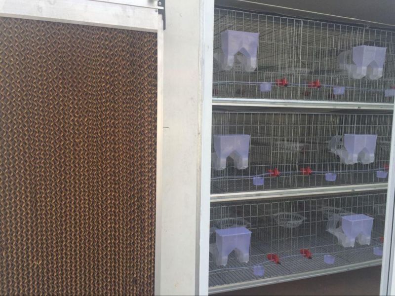 Container of Layers and Doves Breeding