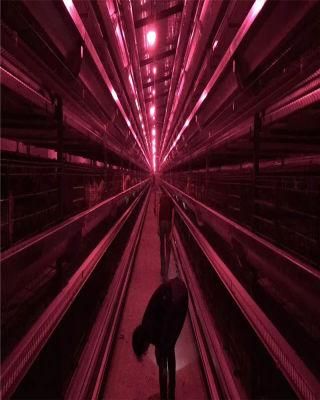 The Newly Designed Lighting System H-Type Laying Equipment