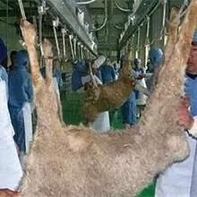 Muslim Lamb Slaughter Line with Sheep Butcher Abattoir Machinery