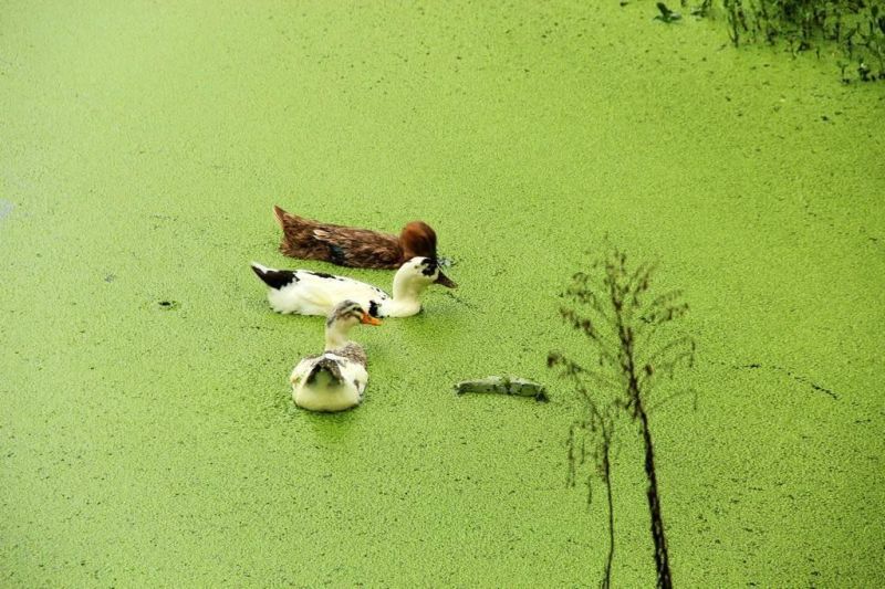 Aquatic Weed Removal Vessel Used in Lake Cleaning