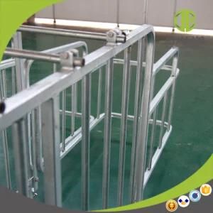 Pig Farm Design Pig Gestation Stall for Sales