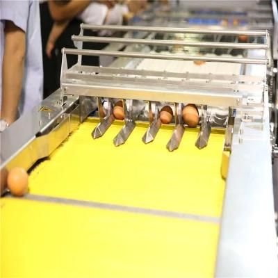 Chicken Egg Collection Packing &amp; Grading Machine