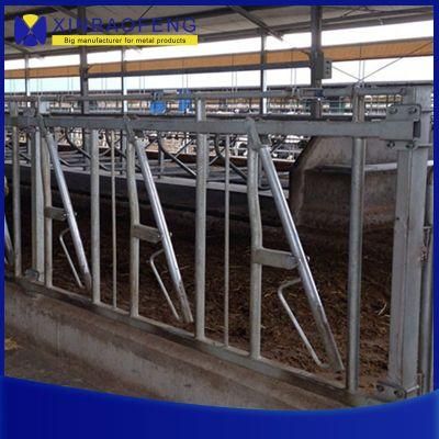 Automatic Dairy Cattle House Headlock Cow House Headlock for Sale From China Manufacture