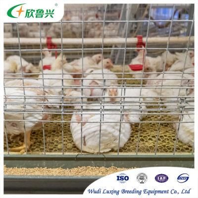 H Type Chicken Cage Poultry Raising Cages for Keeping Broiler Layers